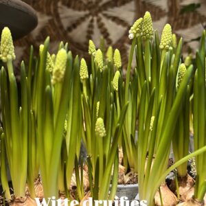 Glazenpot met voorjaarsbolletjes